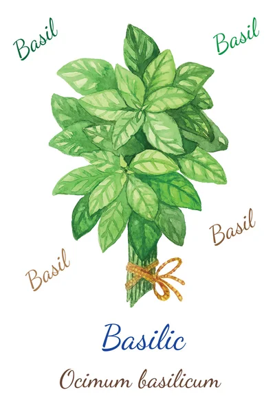 Illustratie bos van basilicum — Stockvector