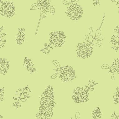 Şifalı bitkiler koleksiyonu. Açık yeşil arkaplanda timüs bitkisi ile vektör el çizimi