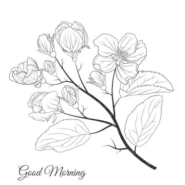 Beyaz arkaplanda çiçek açan elma çiçekleriyle vektör illüstrasyonu