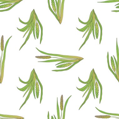 Beyaz arka planda tıbbi bitki akoru kalamusu olan vektörsüz şablon.