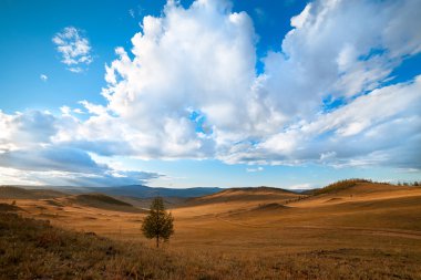 Bir çöl manzara mavi gökyüzü ile üzerinde tek ağaç
