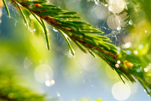 Green Fir-Tree Needles Dew Macro — Stock Photo, Image