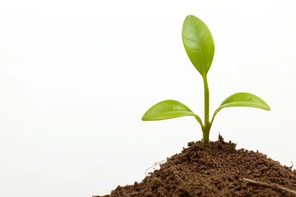 Pequeno crescimento de plantas no solo isolado em branco — Fotografia de Stock