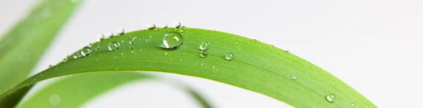 Bolhas gota de água na grama folha isolada no branco — Fotografia de Stock