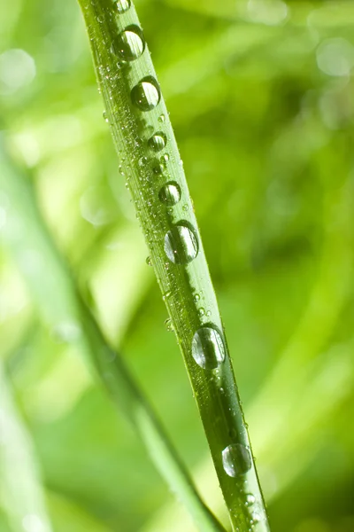 Bolhas gota de água na grama folha ao ar livre — Fotografia de Stock