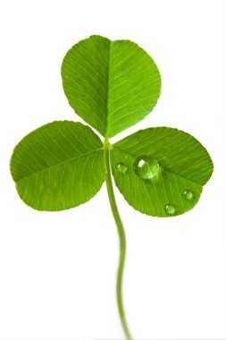 yonca beyaz izole kabarcık teslimi