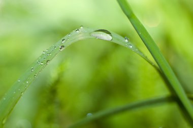 kabarcıklar su damla yaprak çimenlerin üzerinde açık