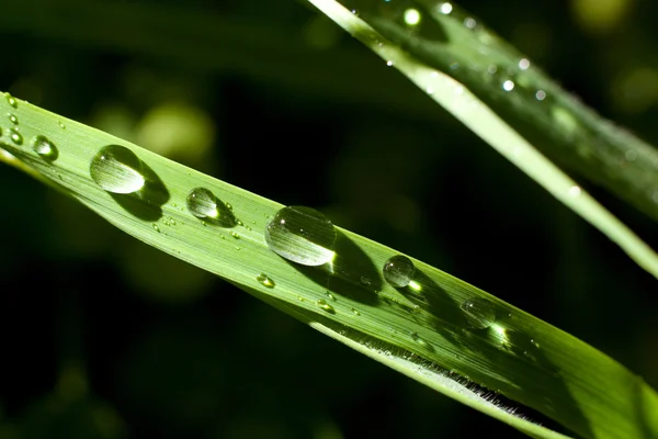 Bubblor vatten droppa på blad gräs utomhus — Stockfoto