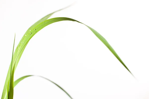 Bolle goccia d'acqua su erba foglia isolata su bianco — Foto Stock