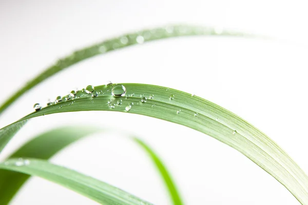 Bolhas gota de água na grama folha isolada no branco — Fotografia de Stock