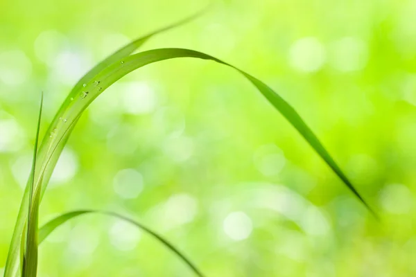 Bolhas gota de água na grama folha ao ar livre — Fotografia de Stock
