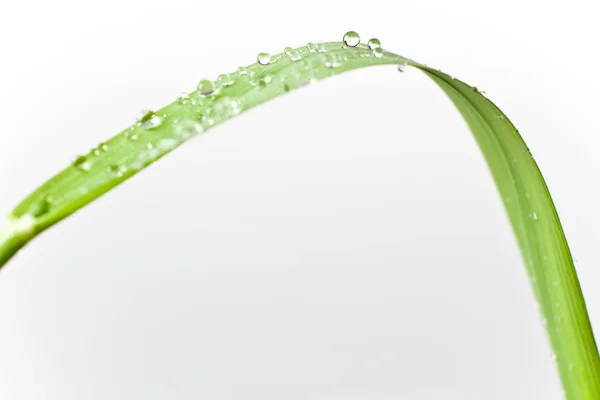 Burbujas gota de agua en hierba de hoja aislada en blanco —  Fotos de Stock