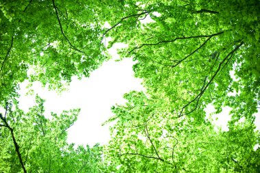 doğal arka plan ile mükemmel yeşil yaprak