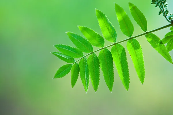 Folha verde perfeita com fundo natural — Fotografia de Stock