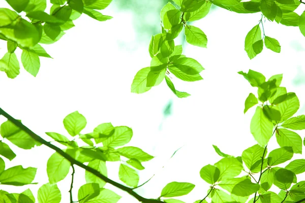 Hoja verde perfecta con fondo natural —  Fotos de Stock