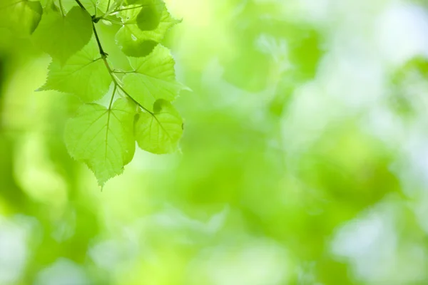 Folha verde perfeita — Fotografia de Stock