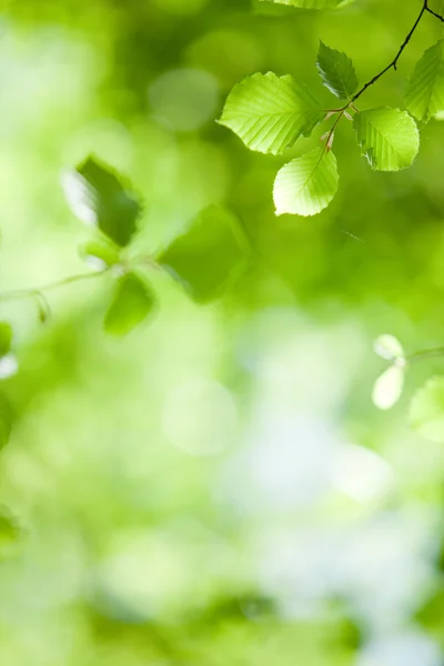 Hoja verde perfecta con fondo natural —  Fotos de Stock