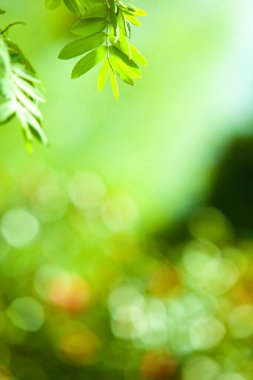 doğal arka plan ile mükemmel yeşil yaprak