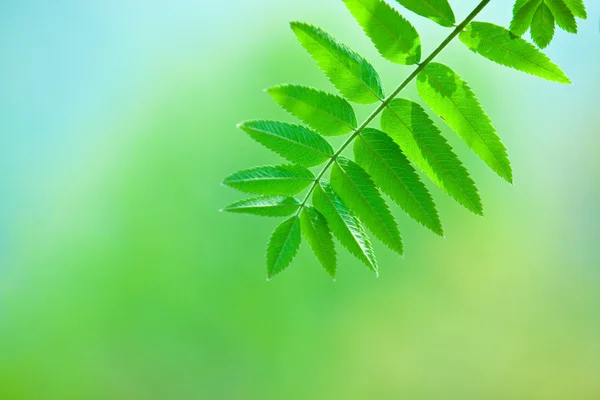 Folha verde perfeita com fundo natural — Fotografia de Stock
