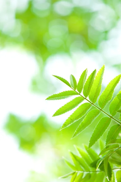 Hoja verde perfecta con fondo natural —  Fotos de Stock