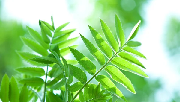 Folha verde perfeita com fundo natural — Fotografia de Stock