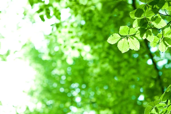 Hoja verde perfecta con fondo natural —  Fotos de Stock