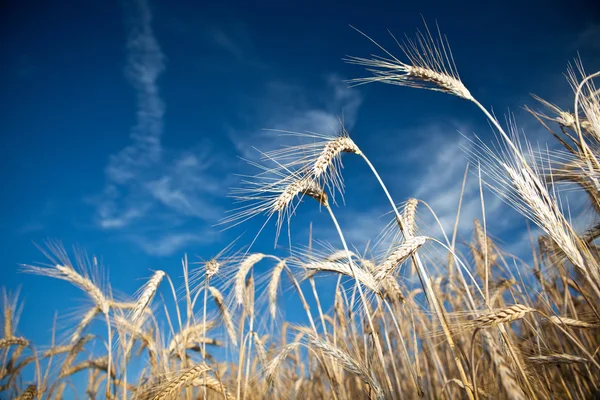 Golden wheat with blue sky background — Stock Photo, Image