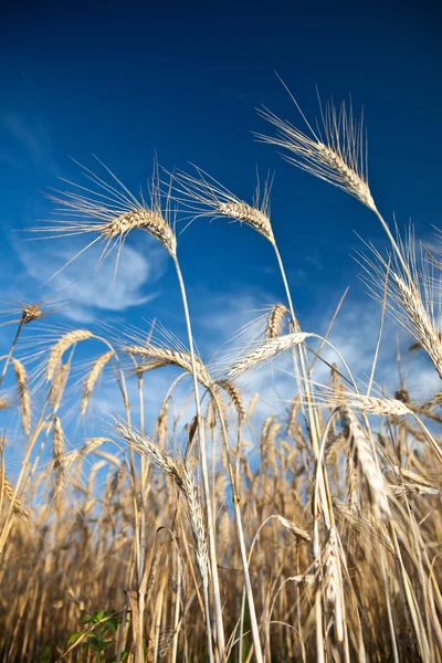 Trigo dorado con fondo azul del cielo — Foto de Stock