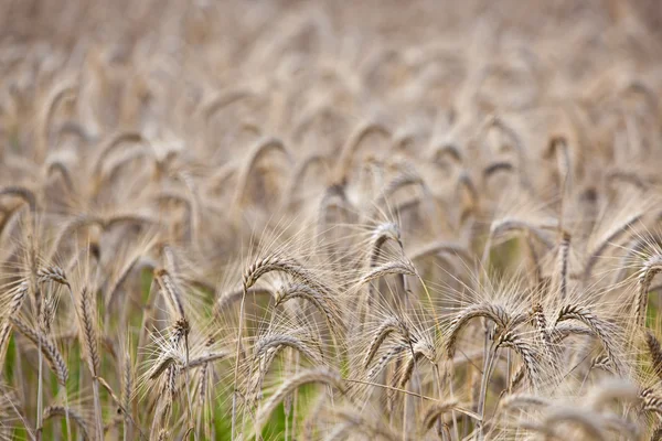 Golden wheat detail in countryside — Stock Photo, Image