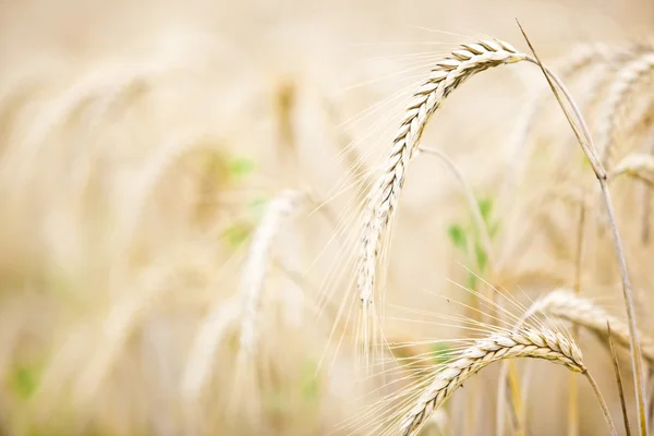 Detalhe de trigo dourado no campo — Fotografia de Stock