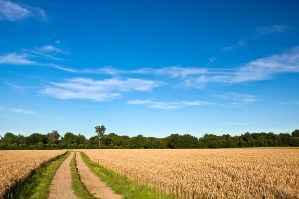 Dirt road on a wheat field with blue sky Stock Image