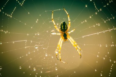 spider with spider web close up outdoor clipart