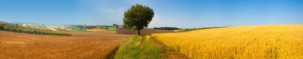 Toscana campo de trigo colina panorama en un día soleado — Foto de Stock