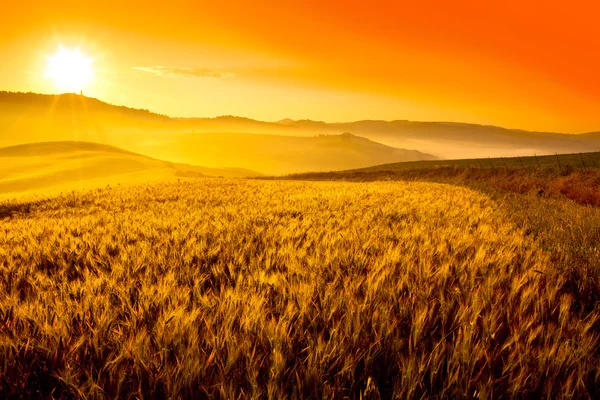 Tuscany wheat field hill at sunrise — Stock Photo, Image