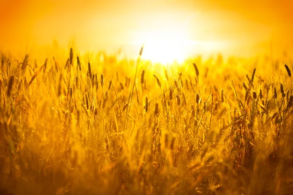 Toskanisches Weizenfeld bei Sonnenaufgang — Stockfoto