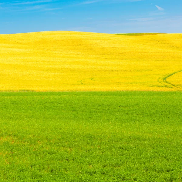 Toskánsko pšeničné pole hill v slunečný den — Stock fotografie