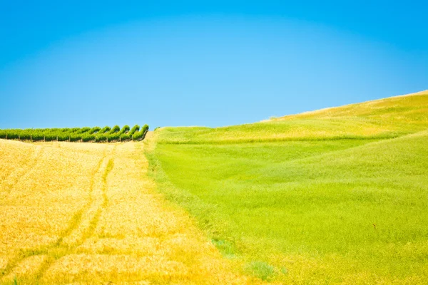 Toscana campo de trigo colina em um dia ensolarado — Fotografia de Stock