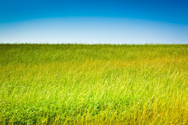 Toscana campo de trigo colina em um dia ensolarado — Fotografia de Stock