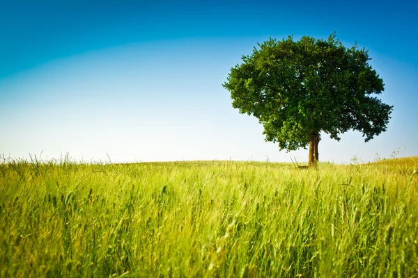 Tuscany wheat field hill with tree in a sunny day — Stock Photo, Image