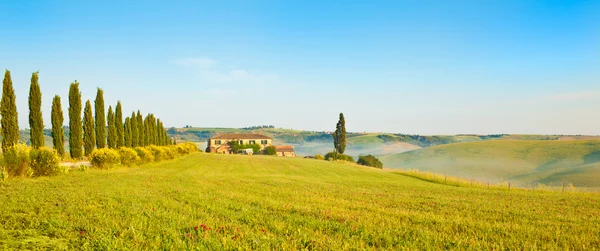 Tuscany tarwe veld heuvel met boom in een zonnige dag — Stockfoto