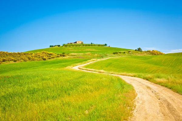 Toskánsko pšeničné pole hill v slunečný den — Stock fotografie
