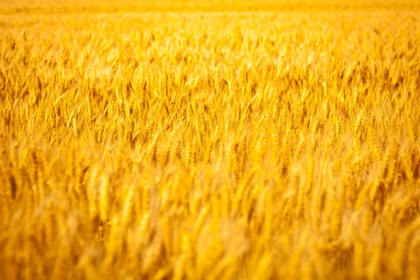 Goldenes Weizenfeld aus nächster Nähe — Stockfoto