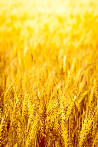 Goldenes Weizenfeld aus nächster Nähe — Stockfoto