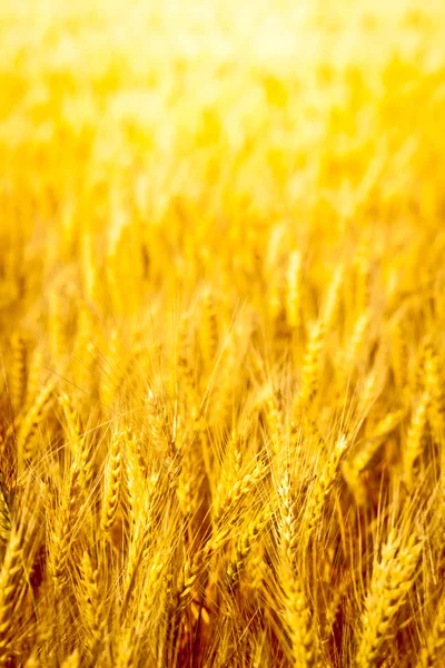 Golden wheat field close up — Stock Photo, Image