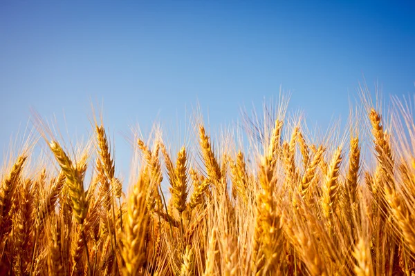 Golden wheat field close up with blue sky — Stock Photo, Image