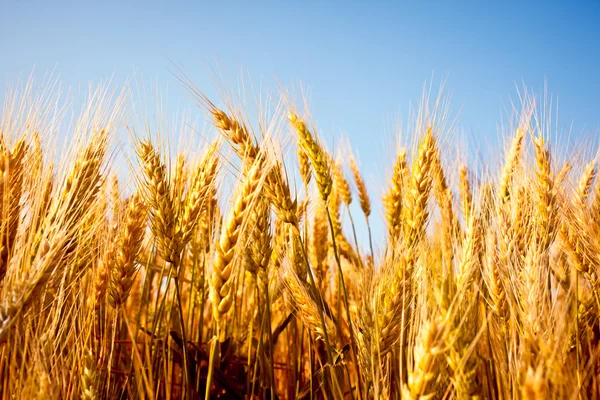 Campo de trigo dourado perto com céu azul — Fotografia de Stock