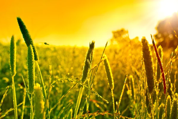 Campo de trigo dourado fechar — Fotografia de Stock