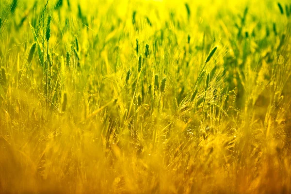 황금빛 밀밭을 가까이서 구경하다 — 스톡 사진