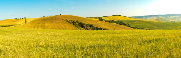 Campo de trigo Toscana colina en un día soleado — Foto de Stock