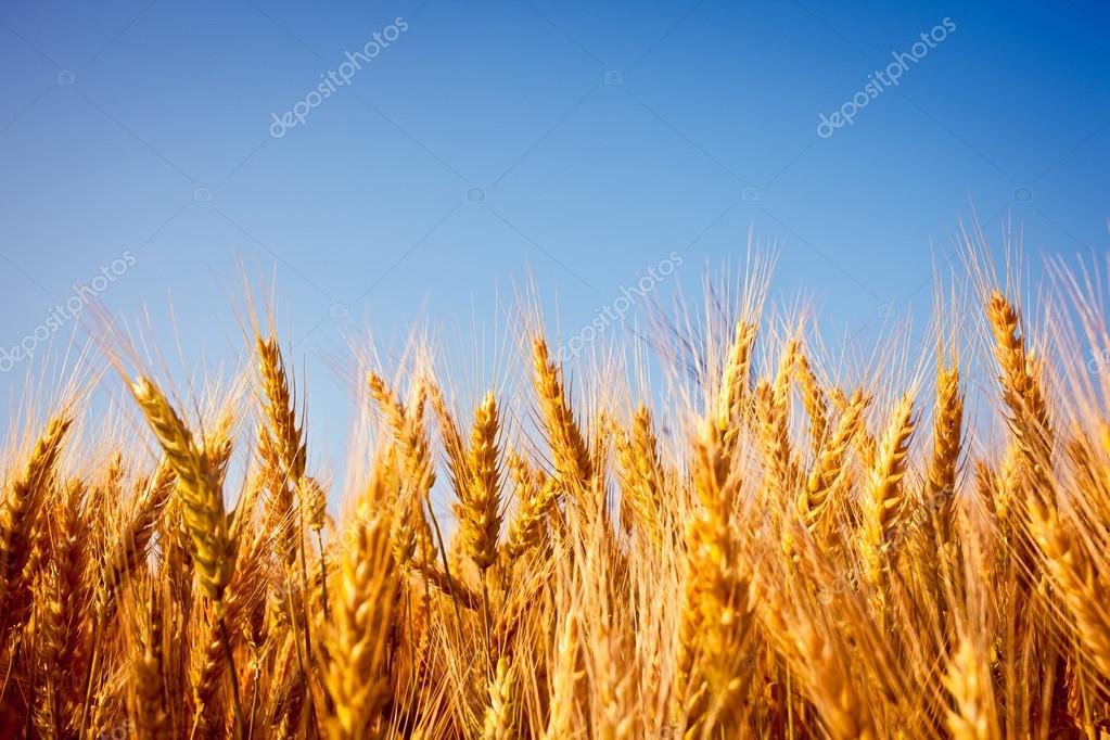 Golden wheat field close up with blue sky Stock Photo by © 109904854 Golden wheat field close up with blue sky Stock Photo by © 109904854